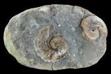 Hoploscaphites Ammonite Association - South Dakota #98736-1